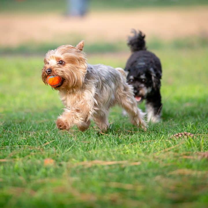 Fetch at the Dog Park