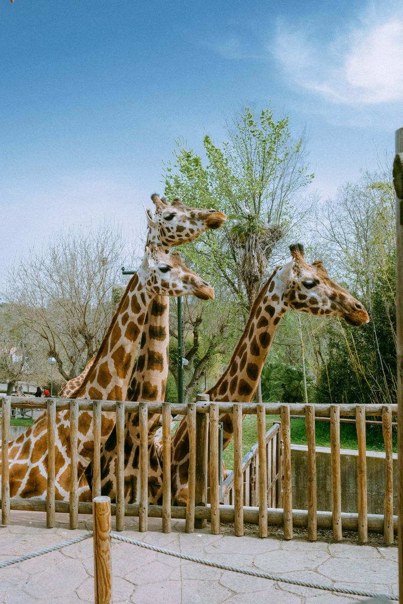 Giraffes at Brevard Zoo