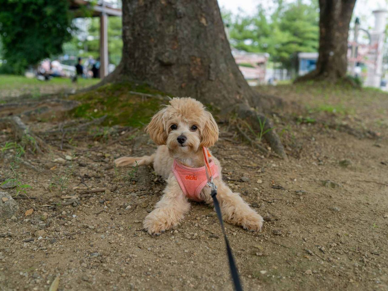 Small fluffy dog wearing a harness, resting under a tree in a shaded area at Camelot RV Park’s pet-friendly zone